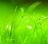 Poster Modelo GREEN KO8-88, 368x254